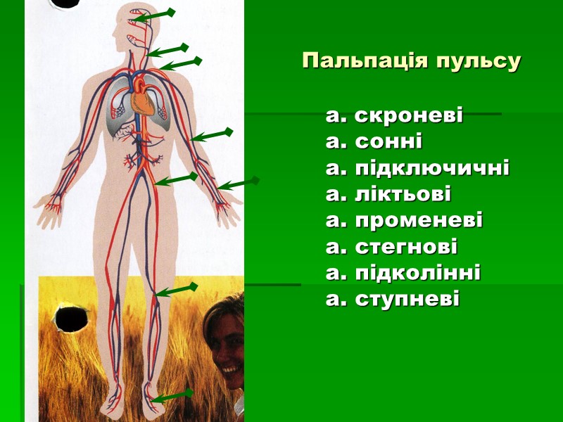 Пальпація пульсу        а. скроневі а. сонні а.